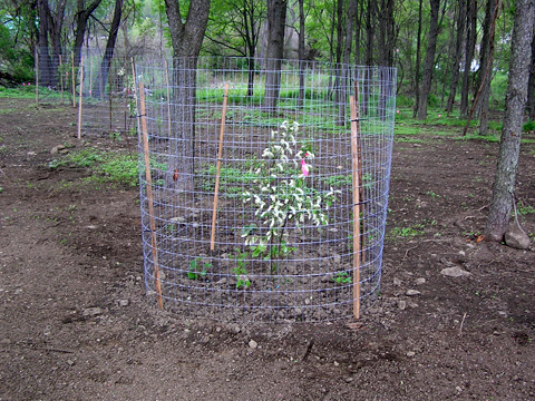 Plants protected by cage